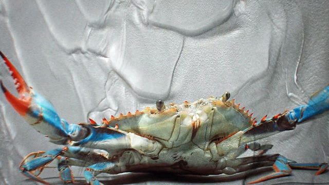 Video Reference: Crab, Chesapeake blue crab, Decapoda, Freshwater crab, Crustacean, Seafood, Organism, Invertebrate, Claw, Food, Person