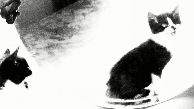 Video Reference: cat, black and white, mammal, small to medium sized cats, cat like mammal, monochrome photography, black cat, whiskers, monochrome, carnivoran