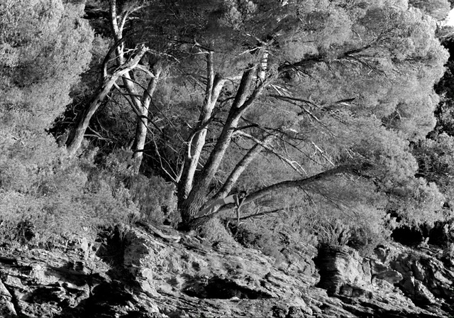 Video Reference: Tree, Black, Black-and-white, Monochrome photography, Monochrome, Branch, Plant, Woody plant, Trunk, Leaf
