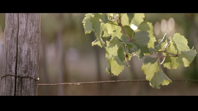 Video Reference: Leaf, Nature, Green, Branch, Grape leaves, Plant, Tree, Twig, Flower, Sunlight, Person