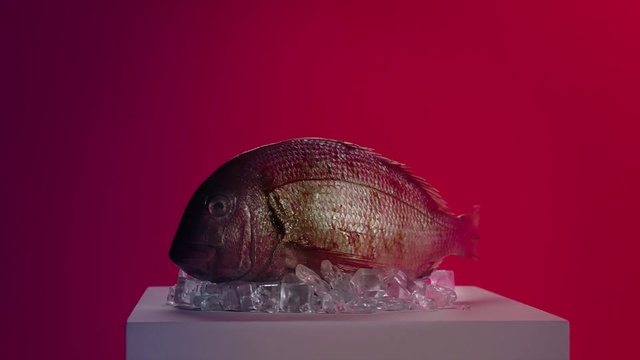 Video Reference: Pink, Sculpture, Organism, Magenta, Art, Snails and slugs, Nonbuilding structure