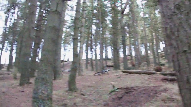 Video Reference: ecosystem, woodland, tree, forest, spruce fir forest, temperate coniferous forest, grove, path, temperate broadleaf and mixed forest, old growth forest