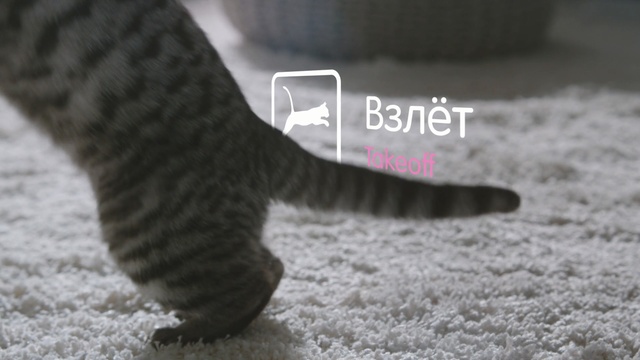 Video Reference: Tail, Cat, Claw, Leg, Fur, Paw, Hand, Felidae, Finger, Foot