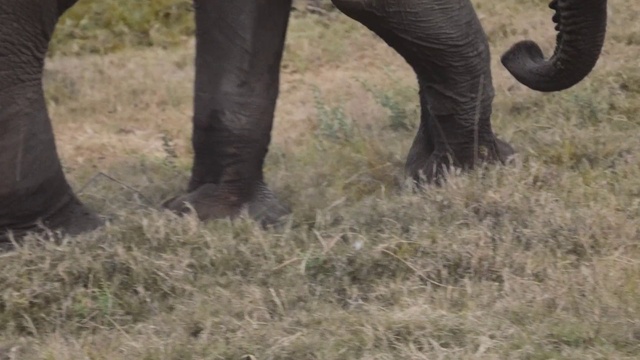 Video Reference: Terrestrial animal, Elephants and Mammoths, Elephant, Wildlife, African elephant, Indian elephant, Tusk, Safari, Grass, Horn