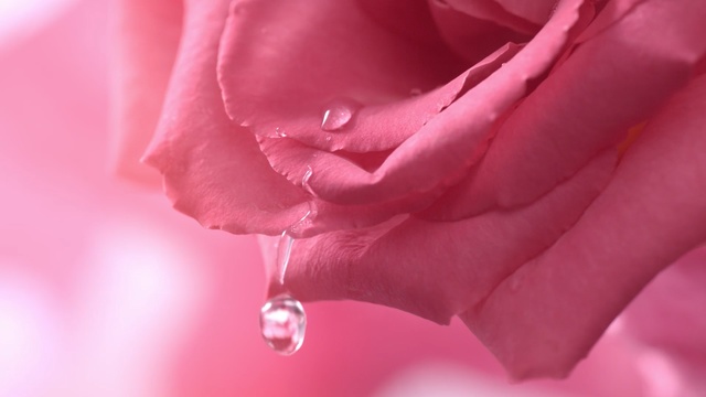 Video Reference: flower, pink, rose family, rose, red, garden roses, petal, close up, macro photography, rose order