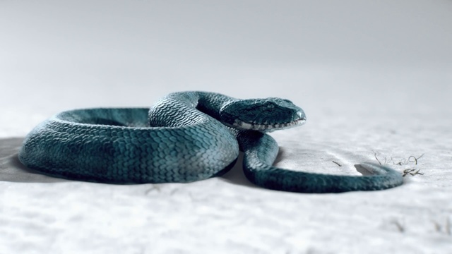 Video Reference: Serpent, Snake, Reptile, Scaled reptile, Rattlesnake, Boa, Colubridae, Viper, Elapidae