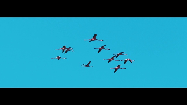 Video Reference: Blue, Turquoise, Teal, Flock, Sky, Organism, Font, Bird, Wing