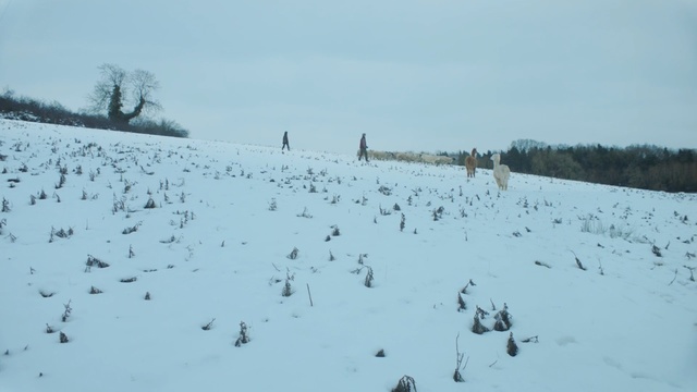 Video Reference: snow, winter, freezing, tree, sky, geological phenomenon, frost, blizzard, winter storm, ice