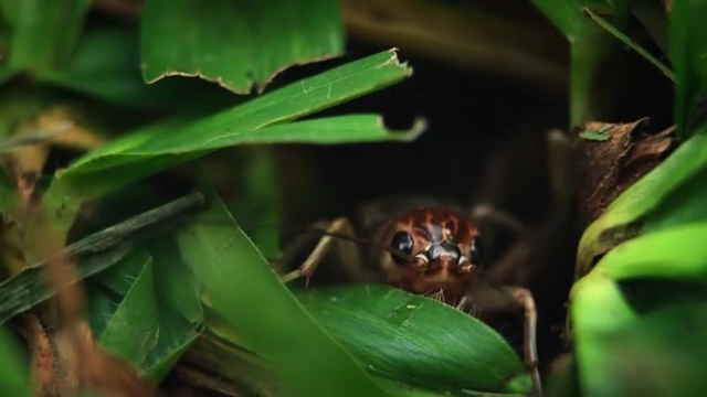 Video Reference: Leaf, Organism, Frog, Terrestrial animal, Adaptation, Amphibian, Plant, Macro photography, Spider