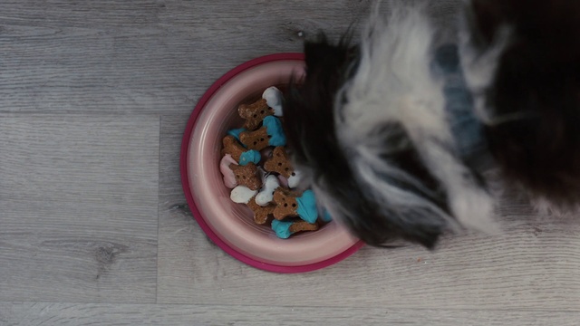 Video Reference: Guinea pig, Fawn