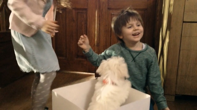 Video Reference: mammal, vertebrate, dog, dog like mammal, child, fur, girl, toddler, product, carnivoran, Person