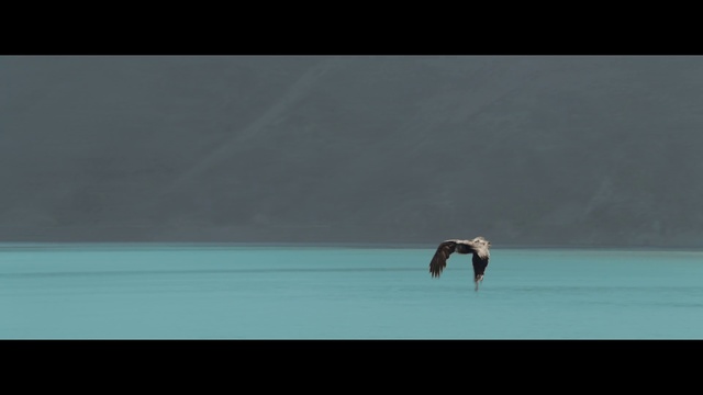 Video Reference: Nature, Sky, Calm, Atmosphere, Horizon, Photography, Wildlife, Landscape, Sea, Seabird