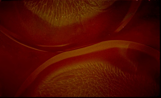 Video Reference: Red, Orange, Close-up, Brown, Macro photography, Amber, Maroon, Yellow, Peach, Still life photography