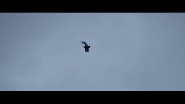 Video Reference: Bird, Sky, Flight, Bird of prey, Accipitriformes, Eagle, Wing