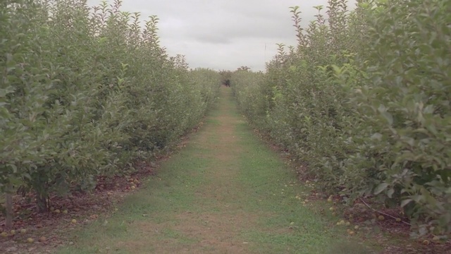 Video Reference: vegetation, tree, path, nature reserve, grass, crop, shrubland, shrub, agriculture, field