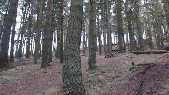 Video Reference: woodland, ecosystem, forest, tree, nature reserve, grove, spruce fir forest, old growth forest, temperate coniferous forest, path, Person