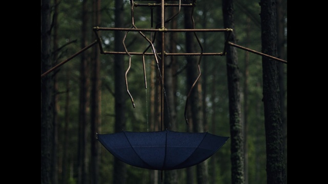 Video Reference: Forest, Tree, Jungle, Plant, Darkness