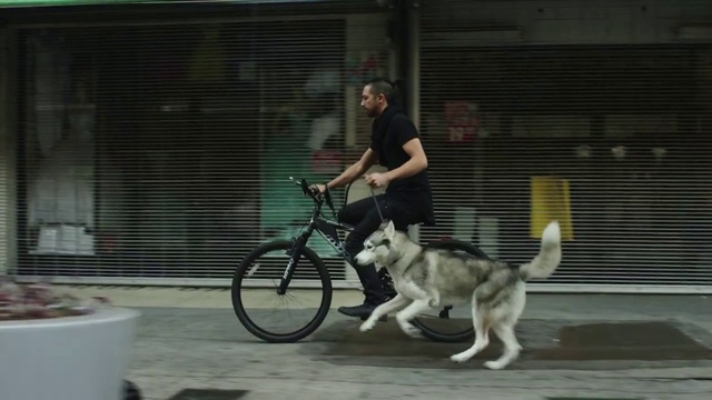 Video Reference: Mammal, Vertebrate, Dog, Canidae, Carnivore, Dog breed, Vehicle, Alaskan malamute, Sporting Group, Siberian husky