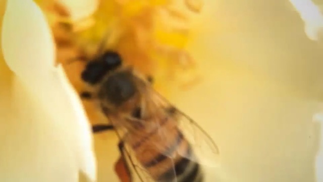 Video Reference: Honeybee, Bee, Insect, Membrane-winged insect, Pollen, Fly, Yellow, Macro photography, Pollinator, Invertebrate