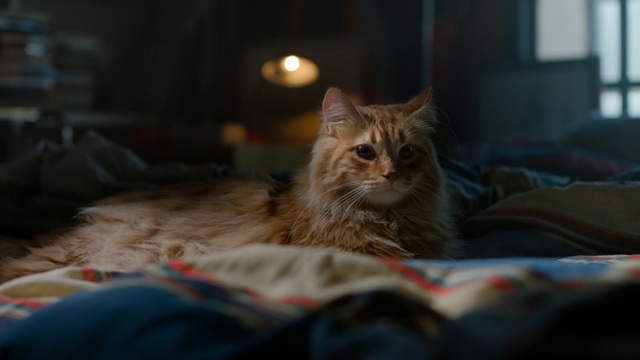 Video Reference: Cat, Small to medium-sized cats, Whiskers, Felidae, Norwegian forest cat, Carnivore, Tabby cat, Fur, Eye, Snout