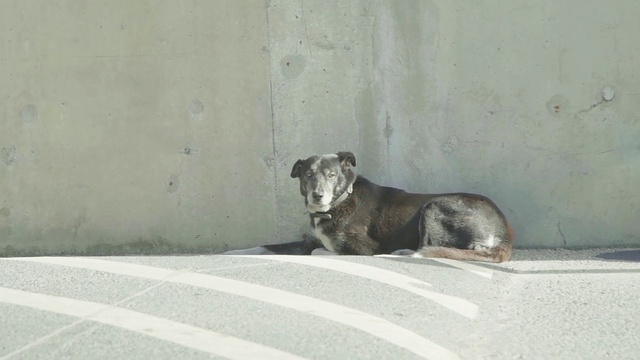 Video Reference: Canidae, Dog, Street dog, Dog breed, Snout, Carnivore, Sporting Group, Great dane, Fawn, Guard dog