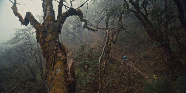 Video Reference: Tree, Branch, Atmospheric phenomenon, Natural environment, Forest, Woody plant, Plant, Old-growth forest, Woodland, Trunk