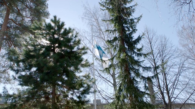 Video Reference: Tree, Branch, Woody plant, Plant, Natural environment, Forest, White pine, Evergreen, Biome, Conifer