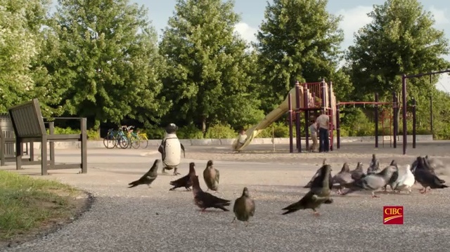 Video Reference: Public space, Bird, Pigeons and doves, Tree, Park, Wildlife, Zoo, Adaptation, Seabird, Playground, Person