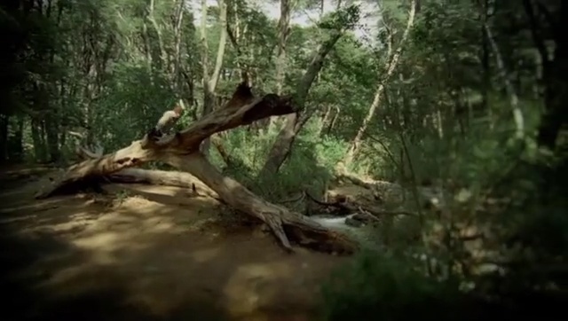 Video Reference: Nature, Tree, Old-growth forest, Forest, Natural environment, Jungle, Wilderness, Nature reserve, Natural landscape, Woodland