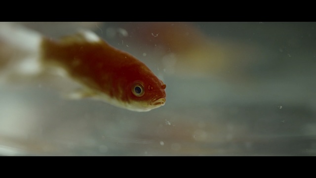 Video Reference: Fish, Marine biology, Feeder fish, Fish, Goldfish, Underwater, Organism, Water, Koi, Bony-fish