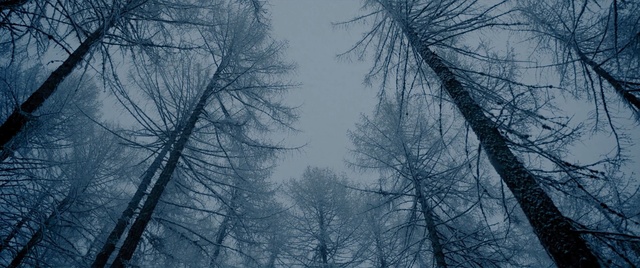 Video Reference: Tree, Branch, Atmospheric phenomenon, Nature, Sky, Natural environment, Natural landscape, Winter, Forest, Woody plant