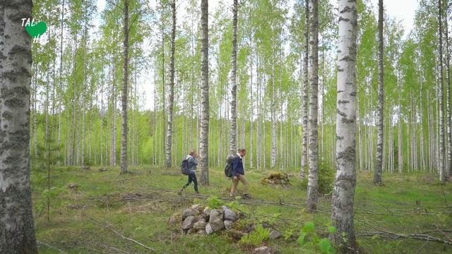Video Reference: Tree, Forest, Woodland, Natural environment, Birch, Northern hardwood forest, Nature reserve, Woody plant, Old-growth forest, Natural landscape