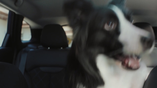 Video Reference: Mammal, Vertebrate, Dog, Canidae, Dog breed, Border collie, Carnivore, Snout, Working dog, Herding dog