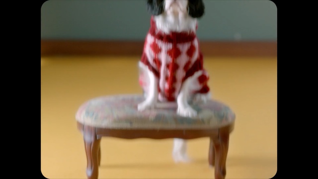 Video Reference: Figurine, Furniture, Table, Sitting, Canidae, Chair, Non-Sporting Group, Animation, Sporting Group, Boston terrier