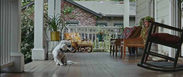 Video Reference: Dog, Mammal, Canidae, Dog breed, Carnivore, Sporting Group, Patio, Companion dog, Home, Tibetan terrier