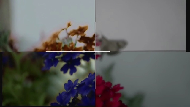 Video Reference: flower, blue, flora, plant, petal, leaf, sky, flowering plant, spring, floral design