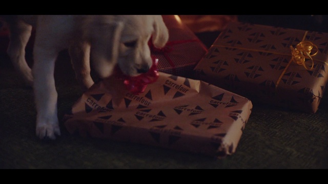 Video Reference: Dog, Canidae, Labrador retriever, Dog breed, Sporting Group, Snout, Carnivore, Puppy, Golden retriever, Paw