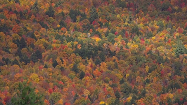 Video Reference: Leaf, Vegetation, Tree, Autumn, Temperate broadleaf and mixed forest, Deciduous, Orange, Biome, Northern hardwood forest, Plant