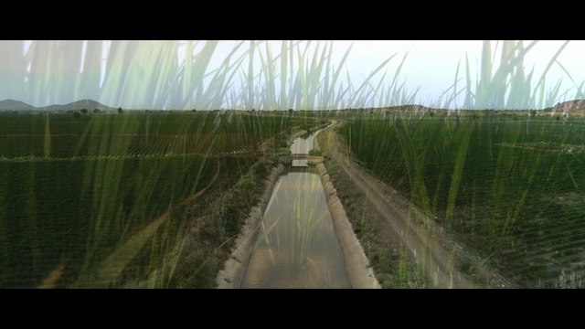 Video Reference: Nature, Green, Grass, Grass, Water, Field, Photography, Rural area, Tree, Crop