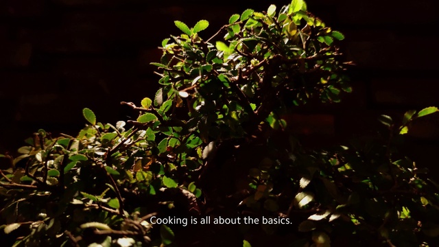 Video Reference: Plant, Flower, Vegetation, Tree, Leaf, Shrub, Flowering plant, Herb, Arctostaphylos, Houseplant