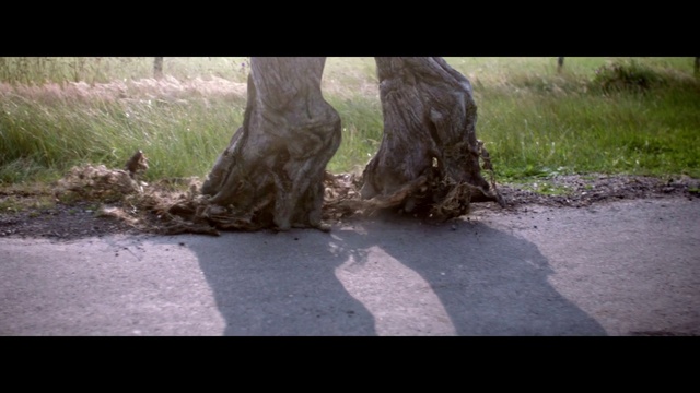 Video Reference: Tree, Nature, Grass, Trunk, Woody plant, Plant, Branch, Soil, Adaptation, Root