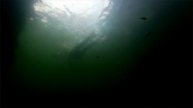 Video Reference: Green, Underwater, Light, Water, Atmosphere, Sunlight, Sky, Darkness, Sea, Marine biology