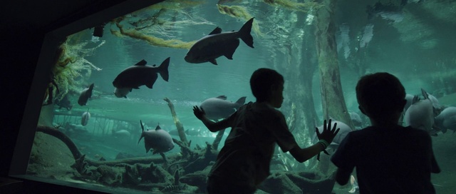 Video Reference: Aquarium, Marine biology, Fish, Organism, Fish, Underwater, Adaptation, World, Cartilaginous fish, Shark