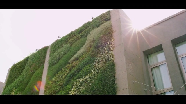 Video Reference: Green, Leaf, Wall, Grass, Architecture, Grass family, Tree, Shrub, Plant, Land lot
