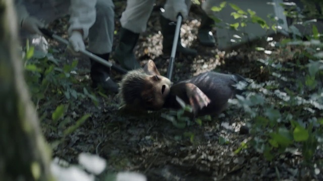 Video Reference: Nature, Nature reserve, Jungle, Wildlife, Forest, Porcupine, Adaptation, Rodent, Woodland, Marsupial