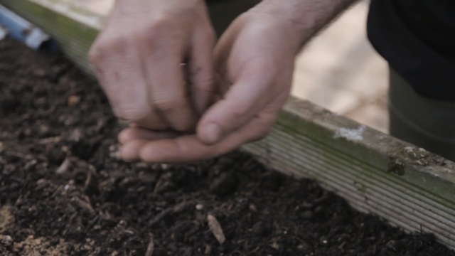 Video Reference: soil, hand, finger, plant, grass, tree