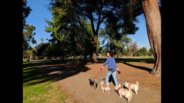 Video Reference: tree, nature, plant, sky, vertebrate, woody plant, path, grass, park, recreation