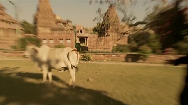 Video Reference: mode of transport, herd, cattle like mammal, goats, sky, livestock, tree, goat, cow goat family