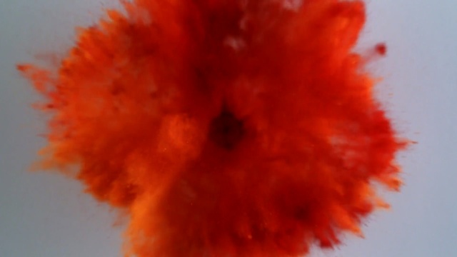 Video Reference: Orange, Red, Organism, Coquelicot, Textile, Flower, Feather, Plant, Fur, Peach
