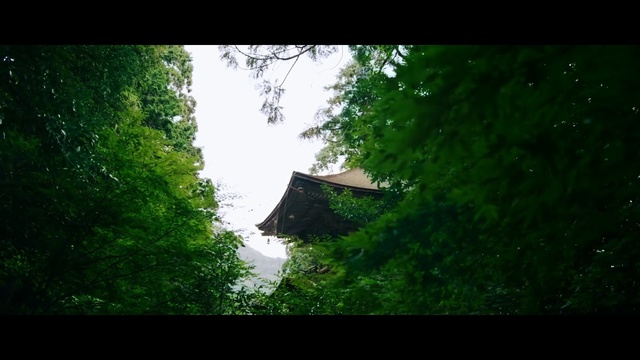 Video Reference: Green, Nature, Tree, Grass, Natural environment, Vegetation, Leaf, Forest, Water, Sunlight